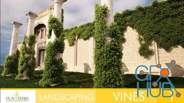 Landscaping Vines 1