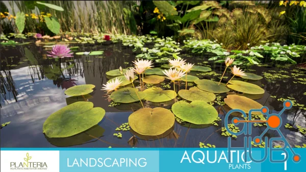 Landscaping Aquatic Plants